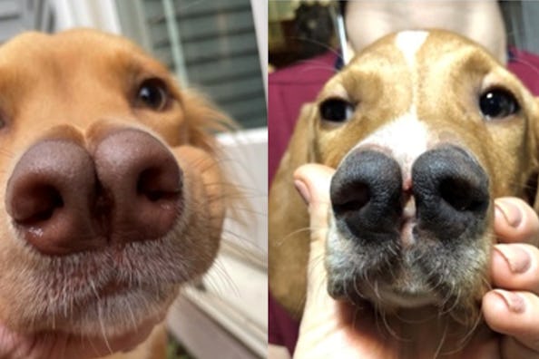 Två närbilder på hundars ansikten där deras nosar trycks ihop så att det ser ut som om de har två näsborrar bredvid varandra.